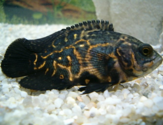 freshwater fish - astronotus ocellatus - zebra oscar stocking in 20 gallons tank - my oscar - EARL