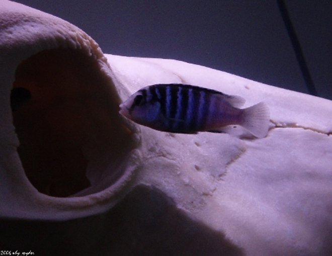 freshwater fish - labidochromis chisumulae stocking in 55 gallons tank - Labidochromis chisumulae