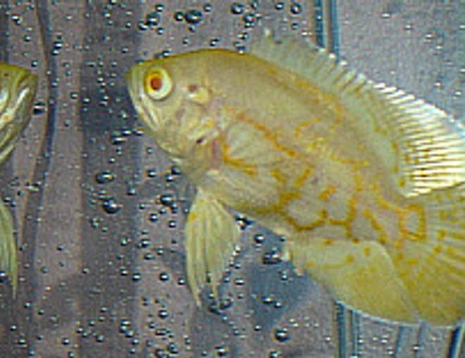 freshwater fish - astronotus ocellatus - albino oscar stocking in 55 gallons tank - Albino Oscar is a little obsessed with his reflection