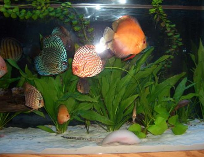 freshwater fish - symphysodon spp. - discus stocking in 55 gallons tank - Discus Pictures