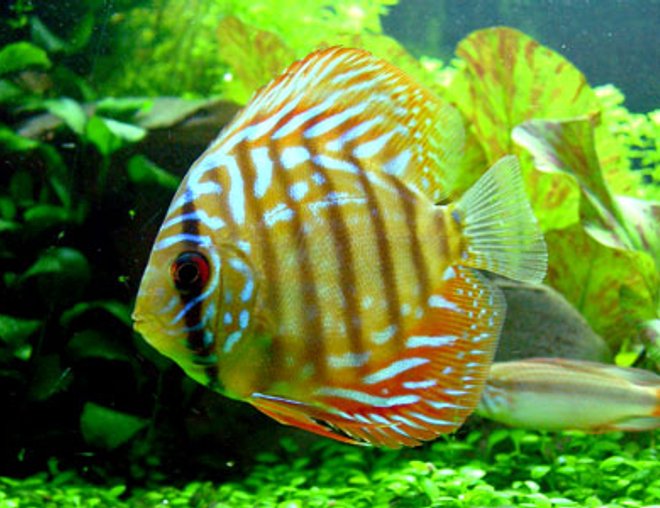 freshwater fish - red spotted green discus stocking in 46 gallons tank - "Tank" - Red Spotted Green Discus - 1.5". This little guy thinks he rules the aquarium. He tries to chase all the other discus, who are up to more than twice his size!