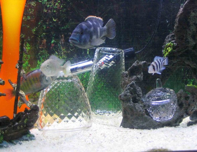 freshwater fish - cyphotilapia frontosa - frontosa cichlid stocking in 4 gallons tank - Rift lake tank, Frontosa, Flame back... vote for me