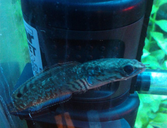 freshwater fish - channa bleheri - rainbow snakehead stocking in 15 gallons tank - rainbow snakehead, i have two and they are best fish i have ever had by a long way!!!!! :D