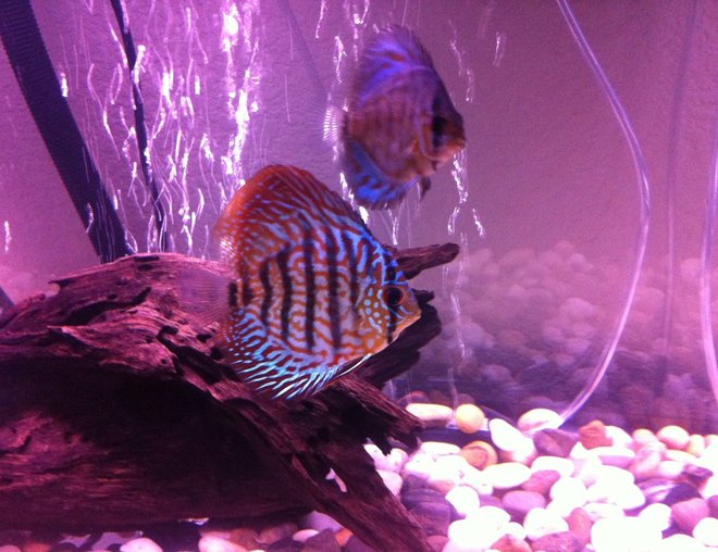 freshwater fish - symphysodon sp. - checkerboard discus stocking in 50 gallons tank - Discus