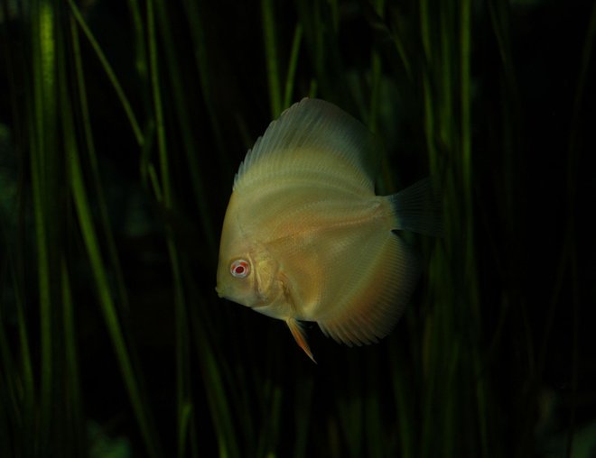 freshwater fish - symphysodon sp. - white discus stocking in 130 gallons tank
