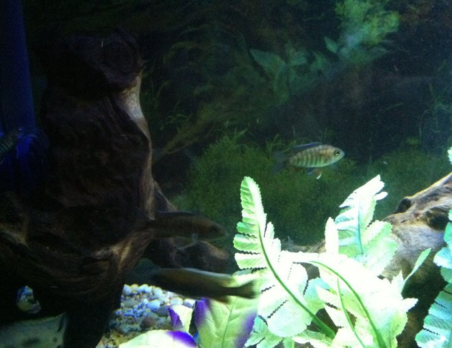 freshwater fish stocking in 100 gallons tank - Fish4