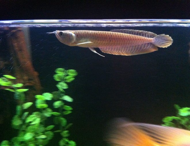 freshwater fish - silver arowana (osteoglossum bicirrhosum) stocking in 140 gallons tank - Arawona