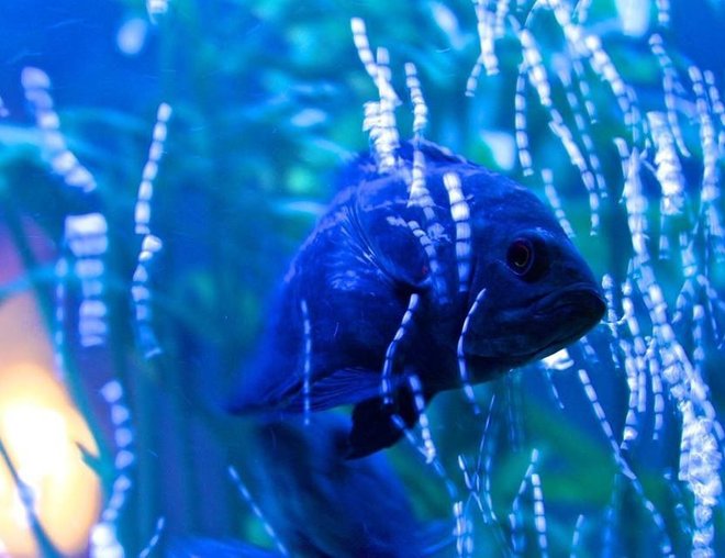 freshwater fish stocking in 60 gallons tank - Oskiez bubble bath!