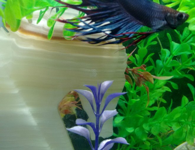 freshwater fish stocking in 50 gallons tank - Showing Off for the Camera...