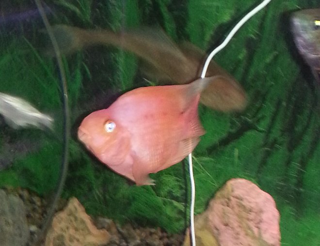 freshwater fish stocking in 260 gallons tank - parrot