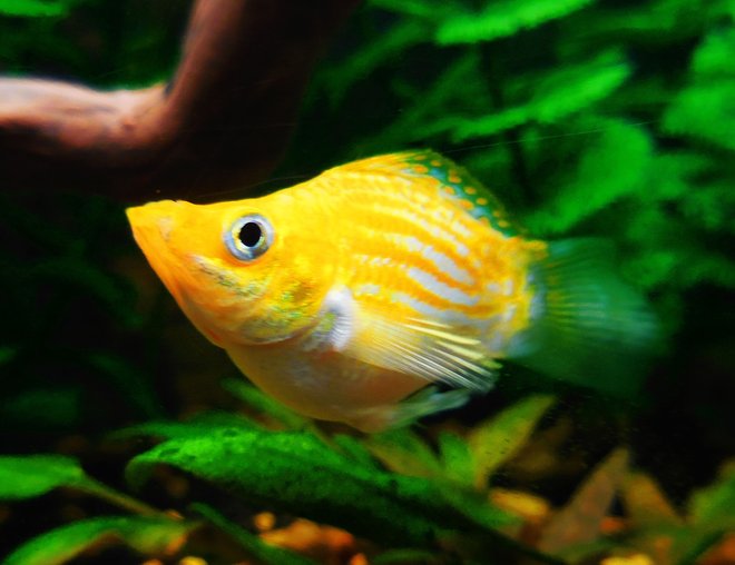 freshwater fish stocking in 55 gallons tank - Beautiful Balloon