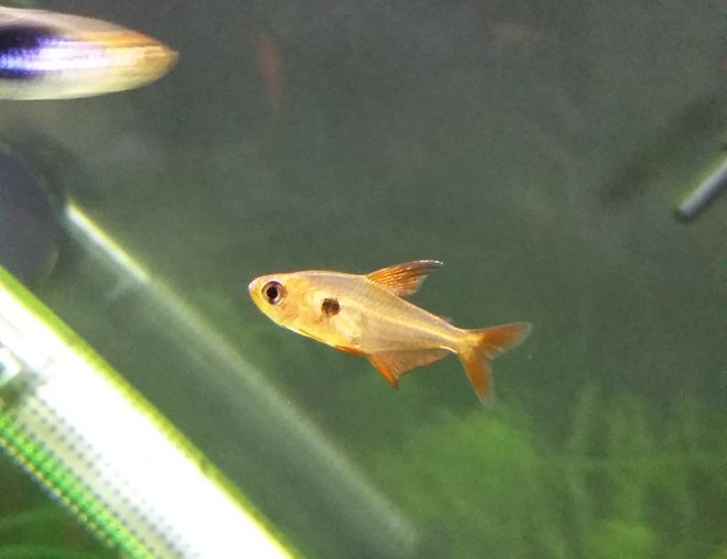 freshwater fish stocking in 16 gallons tank - Female Red Phantom Tetra.