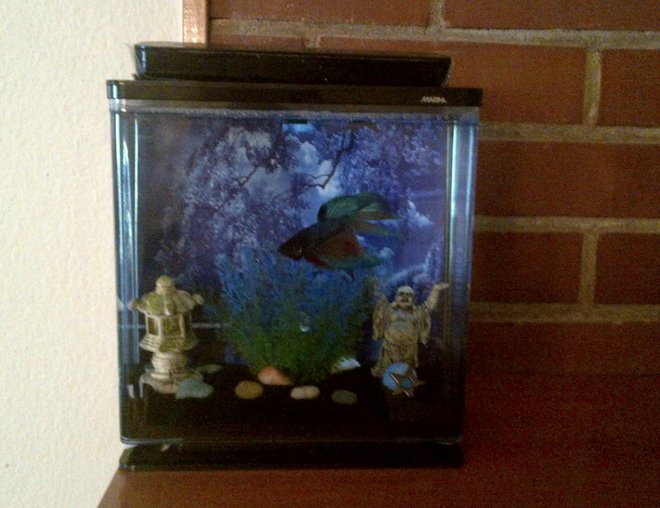freshwater fish stocking in 1 gallon tank - Betta kit 0.8 gallon.