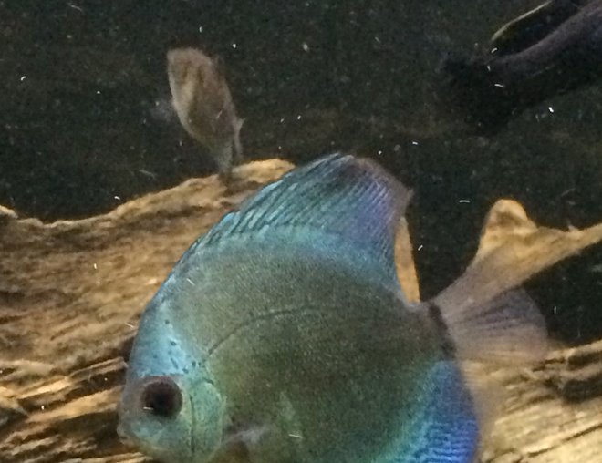 freshwater fish stocking in 60 gallons tank - Blue diamond juvenile discus