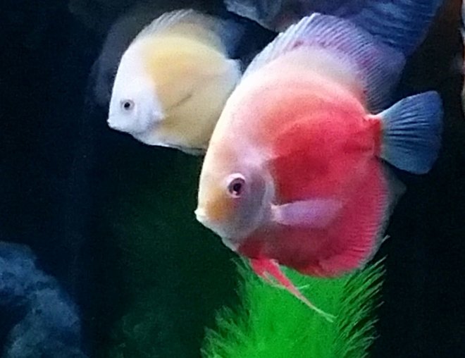 freshwater fish stocking in 90 gallons tank - my discus