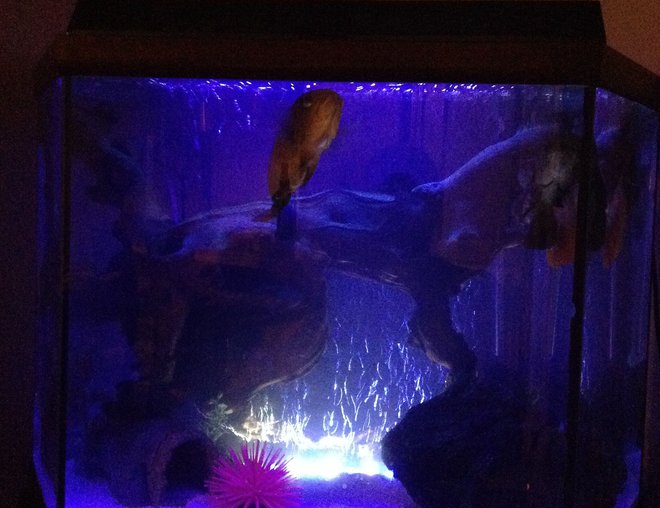 freshwater fish stocking in 40 gallons tank - White sand substrate with petrified rock as a balance for the two large pieces of driftwood intertwined