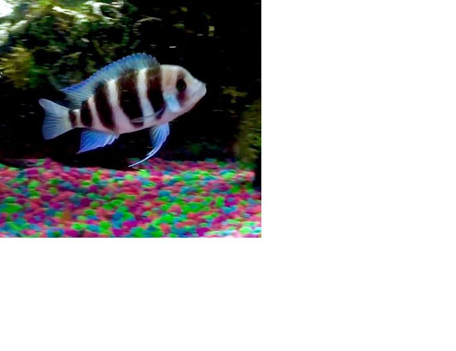 freshwater fish stocking in 50 gallons tank - Frontosa