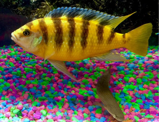 freshwater fish stocking in 50 gallons tank - Bumblebee Cichlid and Dino bichir