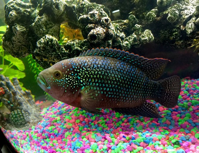 freshwater fish stocking in 50 gallons tank - Jack Dempsey. I raised him from 1.5 inches to a monster 10 inches.