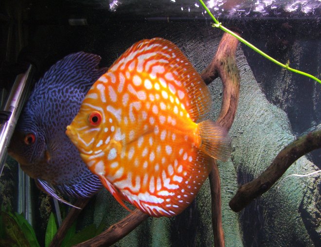 freshwater fish stocking in 55 gallons tank - discus
