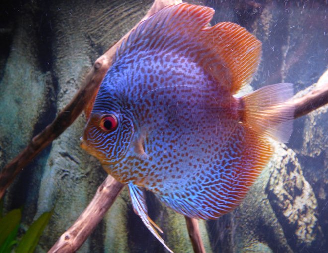 freshwater fish stocking in 55 gallons tank - discus