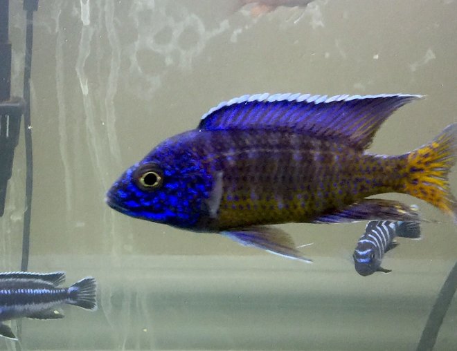 freshwater fish stocking in 50 gallons tank - Nagara Flametail