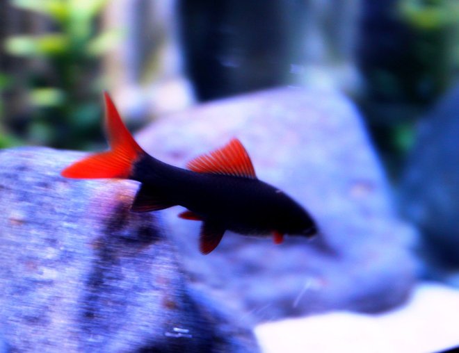 freshwater fish stocking in 52 gallons tank - The Rainbow Shark