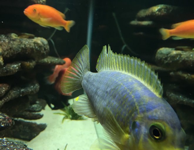 freshwater fish stocking in 75 gallons tank - Mbuna