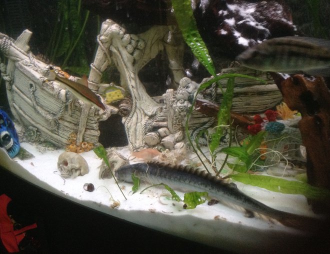 freshwater fish stocking in 400 gallons tank - My dragon goby