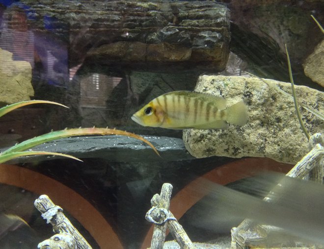 freshwater fish stocking in 300 gallons tank - Calvus chilling against his rock in style