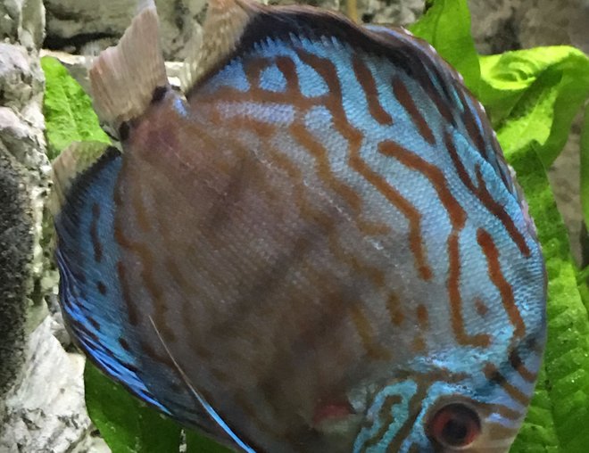 freshwater fish stocking in 55 gallons tank - Medium Schmidt-Focke Striated Turquoise Discus