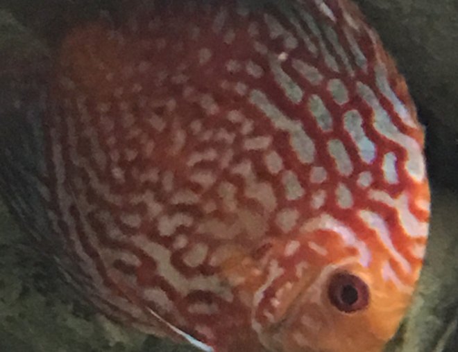 freshwater fish stocking in 55 gallons tank - Checkerboard Red Panda Discus