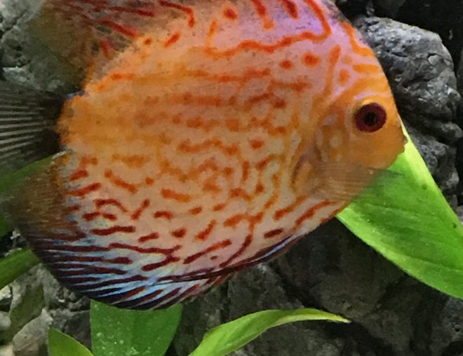 freshwater fish stocking in 55 gallons tank - Checkerboard Blue Panda Discus