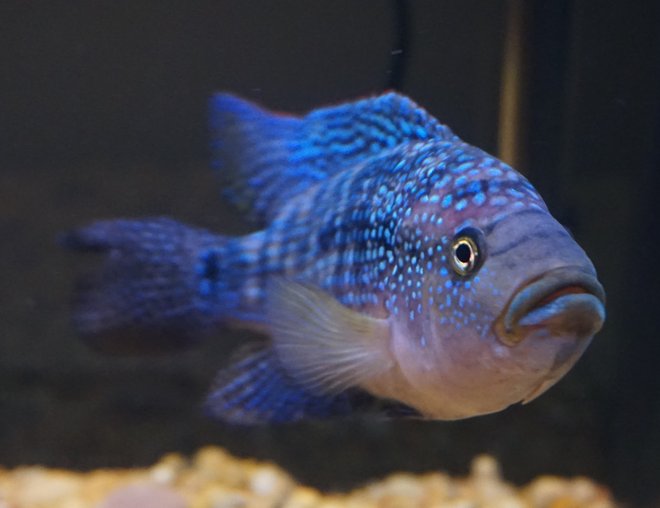 freshwater fish stocking in 75 gallons tank - Jack Dempsey