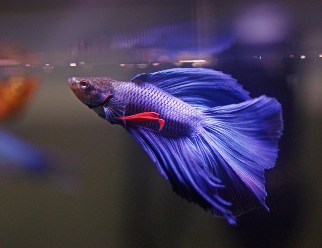 freshwater fish stocking in 5 gallons tank - betta fish