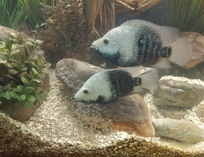 freshwater fish stocking in 150 gallons tank - Breeding pair of texas cichlids