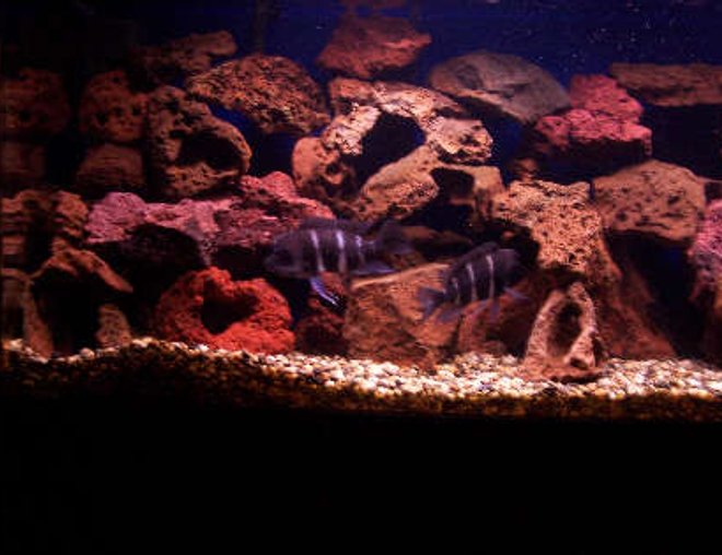 freshwater fish - cyphotilapia frontosa - frontosa cichlid stocking in 180 gallons tank - two frontosa about 6" and 5" part of the 7 adults in this tank, they have succesfully spawned once already and Im hoping for more!