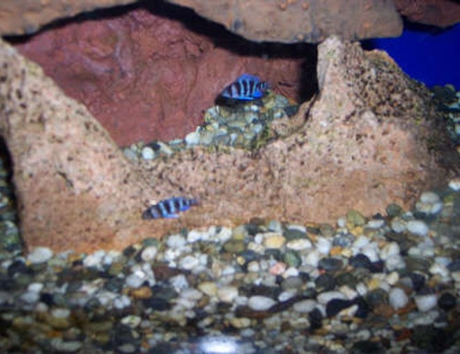 freshwater fish - cyphotilapia frontosa - frontosa cichlid stocking in 60 gallons tank - my baby frontosa, about 3/4" long