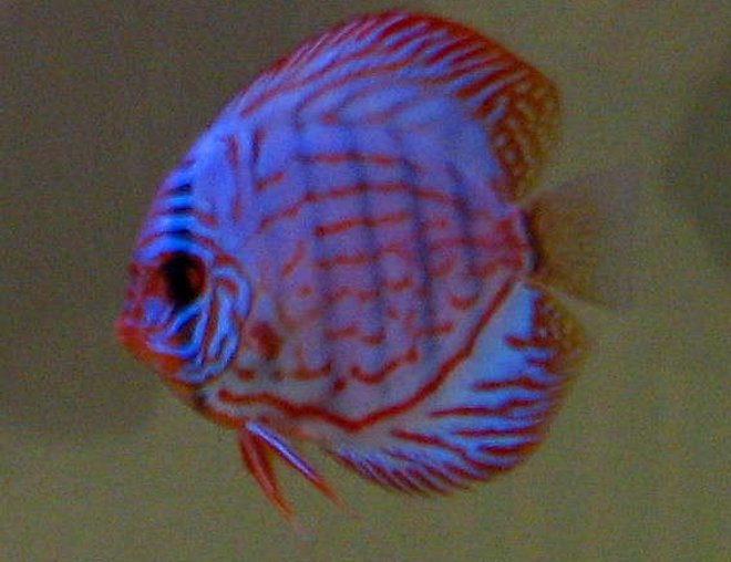 freshwater fish - symphysodon spp. - snakeskin discus stocking in 130 gallons tank - Discus