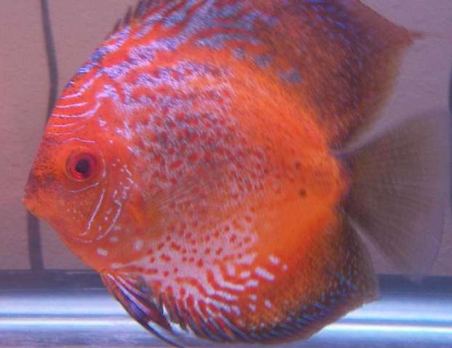 freshwater fish - symphysodon sp. - red marlboro discus stocking in 120 gallons tank - Best Discus Pic