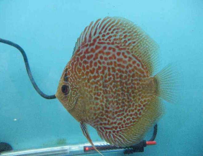 freshwater fish - symphysodon spp. - snakeskin discus stocking in 40 gallons tank - leopard snake