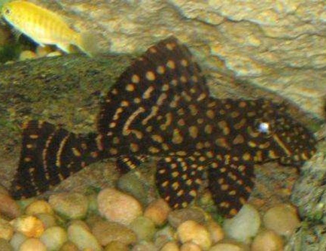 freshwater fish - hifin pleco stocking in 120 gallons tank - hifin pleco