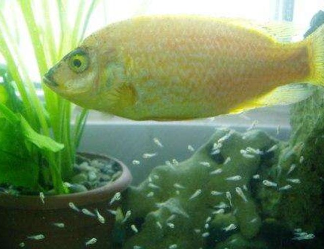 freshwater fish - oreochromis mossambicus stocking in 70 gallons tank - oreochromis mossambicus 
cichlidé femellé   et alevin