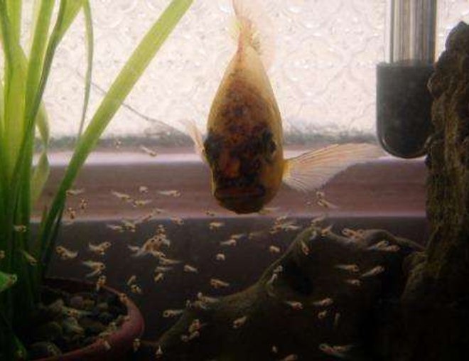 freshwater fish stocking in 70 gallons tank - ALEVIN CICHLID2