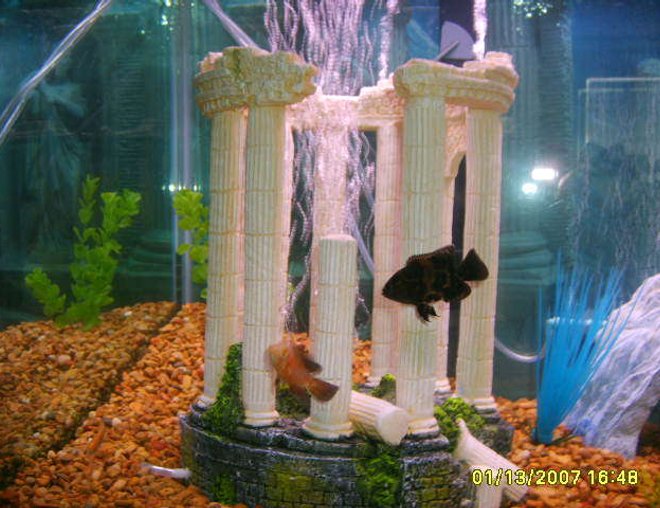 freshwater fish - astronotus ocellatus - tiger oscar stocking in 75 gallons tank - my oscars toots which is a tigar oscar and scooby who is a albino oscar