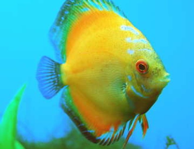 freshwater fish - yellow diamond discus stocking in 55 gallons tank - This is my Yellow Diamond Discus fish, Sunny.