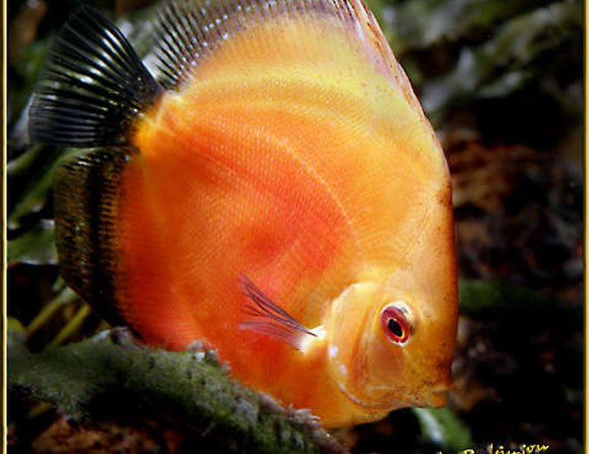 freshwater fish - symphysodon sp. - red marlboro discus stocking in 180 gallons tank - Tangerine Dream Discus searching for a snack.