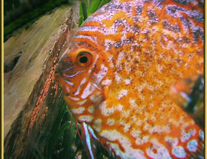 freshwater fish - symphysodon sp. - red marlboro discus stocking in 180 gallons tank - Marlboro Red tending to her egggs