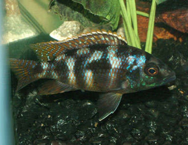 freshwater fish - cheilochromis euchilus - big-lipped cichlid stocking in 55 gallons tank - My name is Punk and Im a Big Lipped Cichlid. I got my name because I will punk you and have been the ill fate to many an unwanted rival so stay out of my way or else.