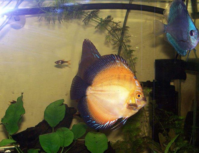 freshwater fish - symphysodon sp. - snow white discus stocking in 50 gallons tank - Couple of my Discus